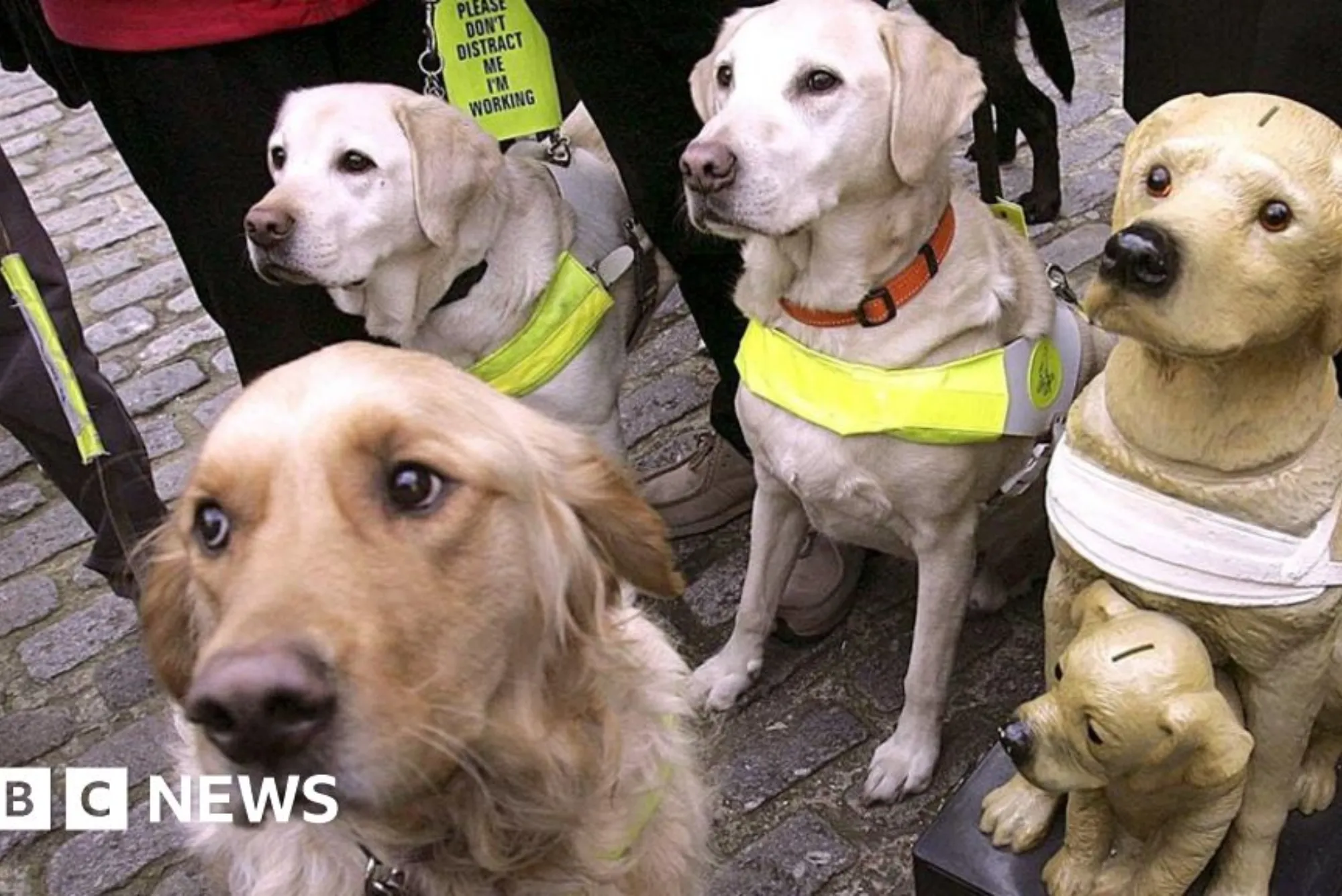 BBC Rip Off Britain Guide Dog Taxi Refusals