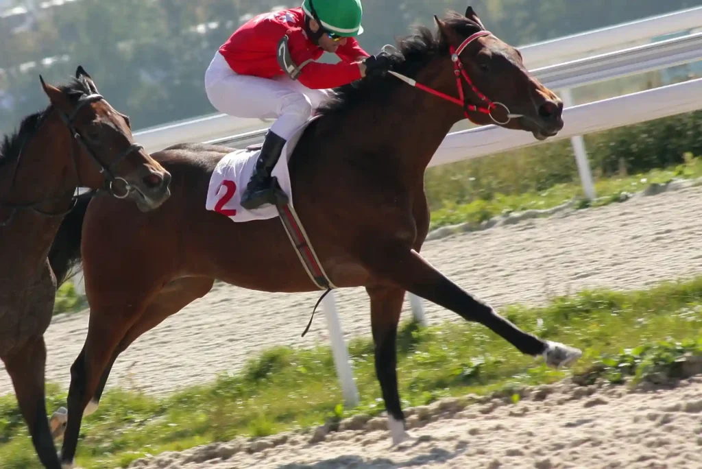 How to Win More in Horse Racing Betting